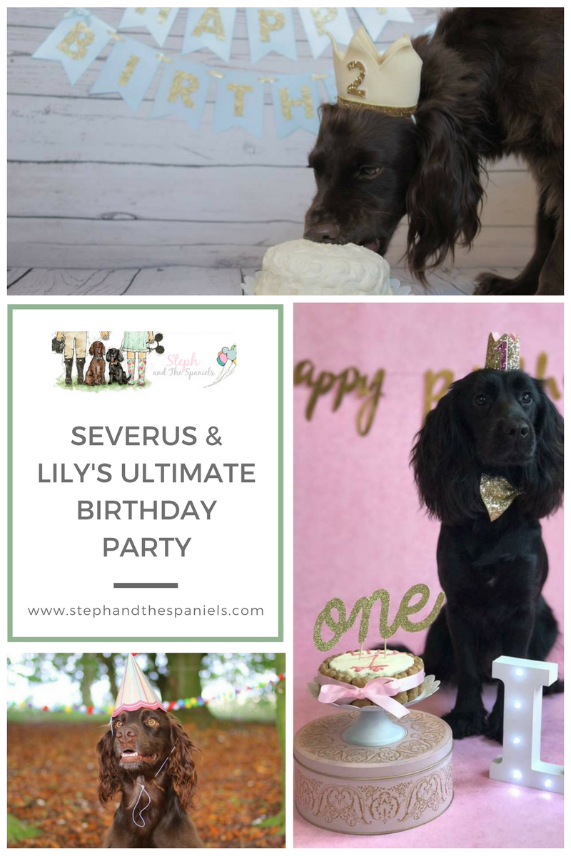 Steph and the Spaniels birthday photos